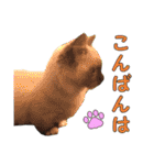 やんちゃな短足猫、姫ちゃんの写真スタンプ（個別スタンプ：11）