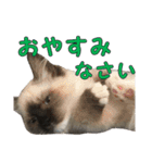 やんちゃな短足猫、姫ちゃんの写真スタンプ（個別スタンプ：13）