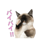 やんちゃな短足猫、姫ちゃんの写真スタンプ（個別スタンプ：14）