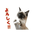 やんちゃな短足猫、姫ちゃんの写真スタンプ（個別スタンプ：15）