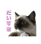 やんちゃな短足猫、姫ちゃんの写真スタンプ（個別スタンプ：16）