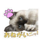 やんちゃな短足猫、姫ちゃんの写真スタンプ（個別スタンプ：18）