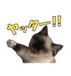 やんちゃな短足猫、姫ちゃんの写真スタンプ（個別スタンプ：19）