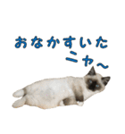 やんちゃな短足猫、姫ちゃんの写真スタンプ（個別スタンプ：20）