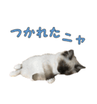 やんちゃな短足猫、姫ちゃんの写真スタンプ（個別スタンプ：22）