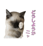やんちゃな短足猫、姫ちゃんの写真スタンプ（個別スタンプ：23）