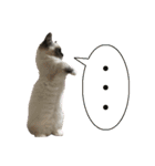 やんちゃな短足猫、姫ちゃんの写真スタンプ（個別スタンプ：28）