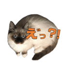 やんちゃな短足猫、姫ちゃんの写真スタンプ（個別スタンプ：31）