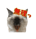 やんちゃな短足猫、姫ちゃんの写真スタンプ（個別スタンプ：39）
