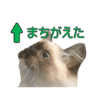 やんちゃな短足猫、姫ちゃんの写真スタンプ（個別スタンプ：40）