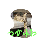 猫だよ～（個別スタンプ：1）