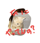 猫だよ～（個別スタンプ：2）