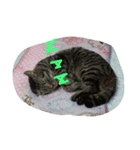 猫だよ～（個別スタンプ：4）