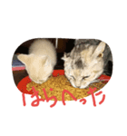 猫だよ～（個別スタンプ：6）