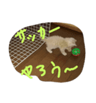 猫だよ～（個別スタンプ：7）