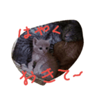 猫だよ～（個別スタンプ：8）