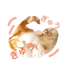 mylovenyans（個別スタンプ：9）