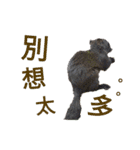 I'm really squirrel（個別スタンプ：11）