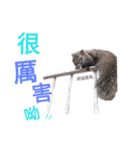 I'm really squirrel（個別スタンプ：15）