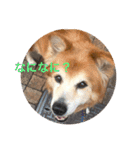 雑種犬 〜てす〜（個別スタンプ：2）