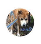 雑種犬 〜てす〜（個別スタンプ：3）