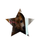 雑種犬 〜てす〜（個別スタンプ：4）