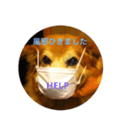 雑種犬 〜てす〜（個別スタンプ：5）