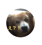 雑種犬 〜てす〜（個別スタンプ：7）