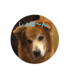 雑種犬 〜てす〜（個別スタンプ：8）