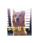 雑種犬 〜てす〜（個別スタンプ：9）