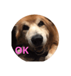 雑種犬 〜てす〜（個別スタンプ：10）