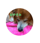 雑種犬 〜てす〜（個別スタンプ：11）