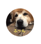 雑種犬 〜てす〜（個別スタンプ：12）