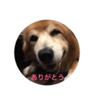 雑種犬 〜てす〜（個別スタンプ：13）