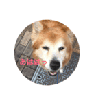 雑種犬 〜てす〜（個別スタンプ：14）