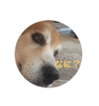 雑種犬 〜てす〜（個別スタンプ：15）