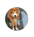 雑種犬 〜てす〜（個別スタンプ：16）
