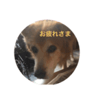 雑種犬 〜てす〜（個別スタンプ：17）
