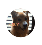 雑種犬 〜てす〜（個別スタンプ：18）