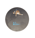 雑種犬 〜てす〜（個別スタンプ：19）