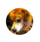 雑種犬 〜てす〜（個別スタンプ：20）