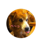 雑種犬 〜てす〜（個別スタンプ：21）