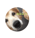 雑種犬 〜てす〜（個別スタンプ：22）