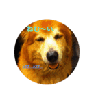雑種犬 〜てす〜（個別スタンプ：23）