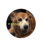 雑種犬 〜てす〜（個別スタンプ：24）