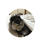 看板犬スコット君（個別スタンプ：3）