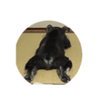 看板犬スコット君（個別スタンプ：4）