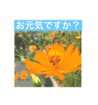 花と光を添えて（個別スタンプ：8）