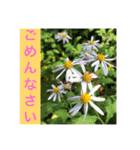 花と光を添えて（個別スタンプ：11）