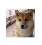 柴犬の梅ちゃん「あいさつ・お仕事風」ver.（個別スタンプ：1）